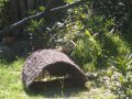 IMGP0779.JPG